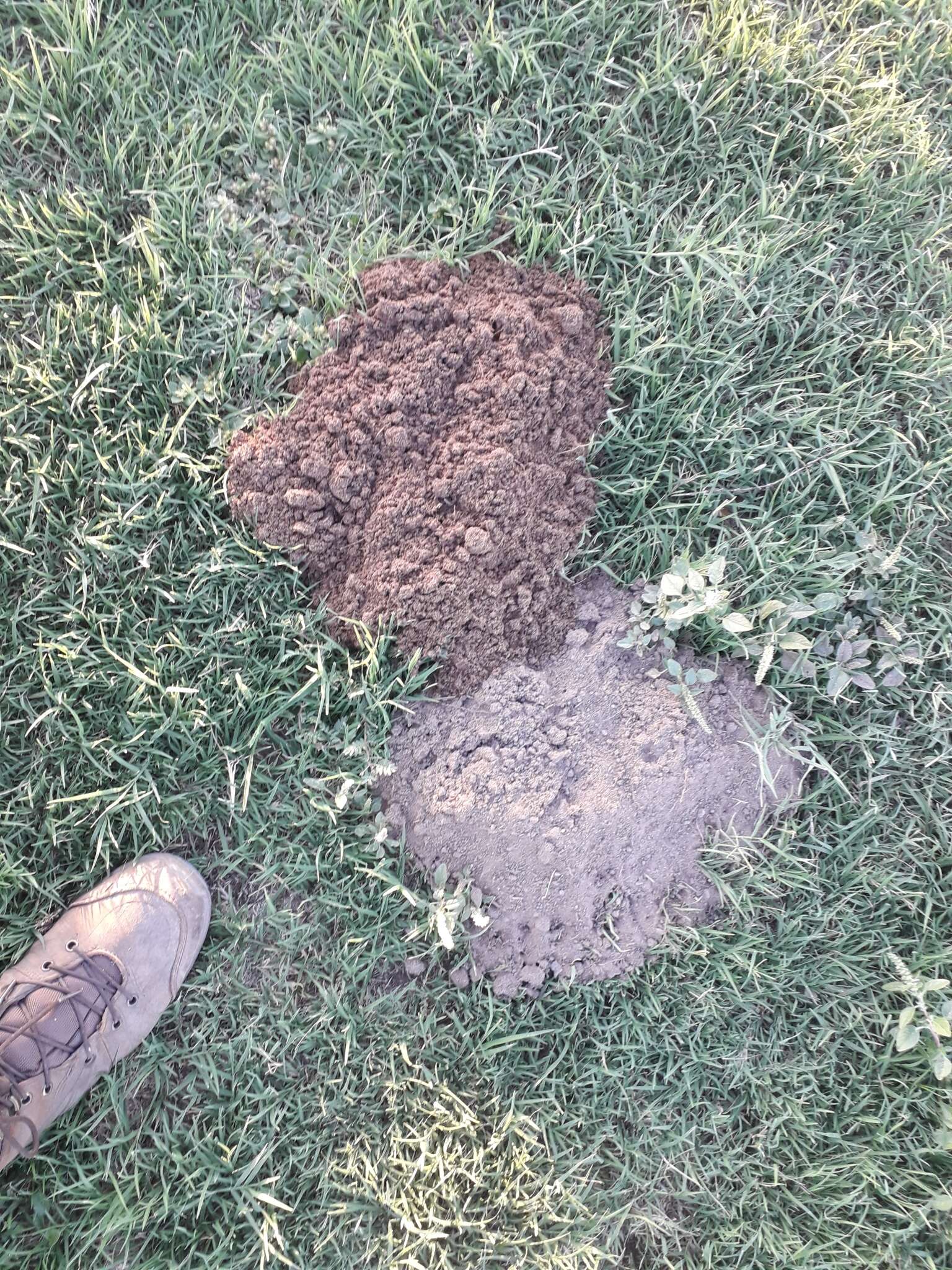 Image of desert pocket gopher