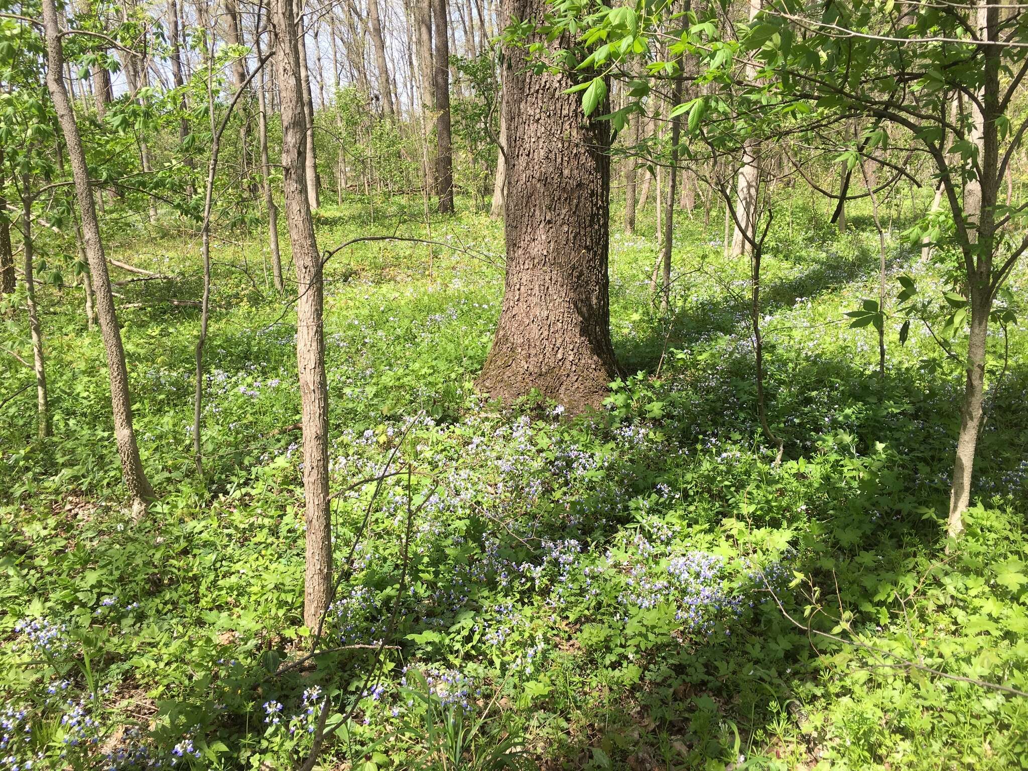 Image of spring blue eyed Mary