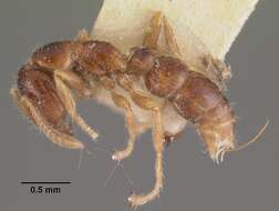 Onychomyrmex doddi Wheeler 1916的圖片