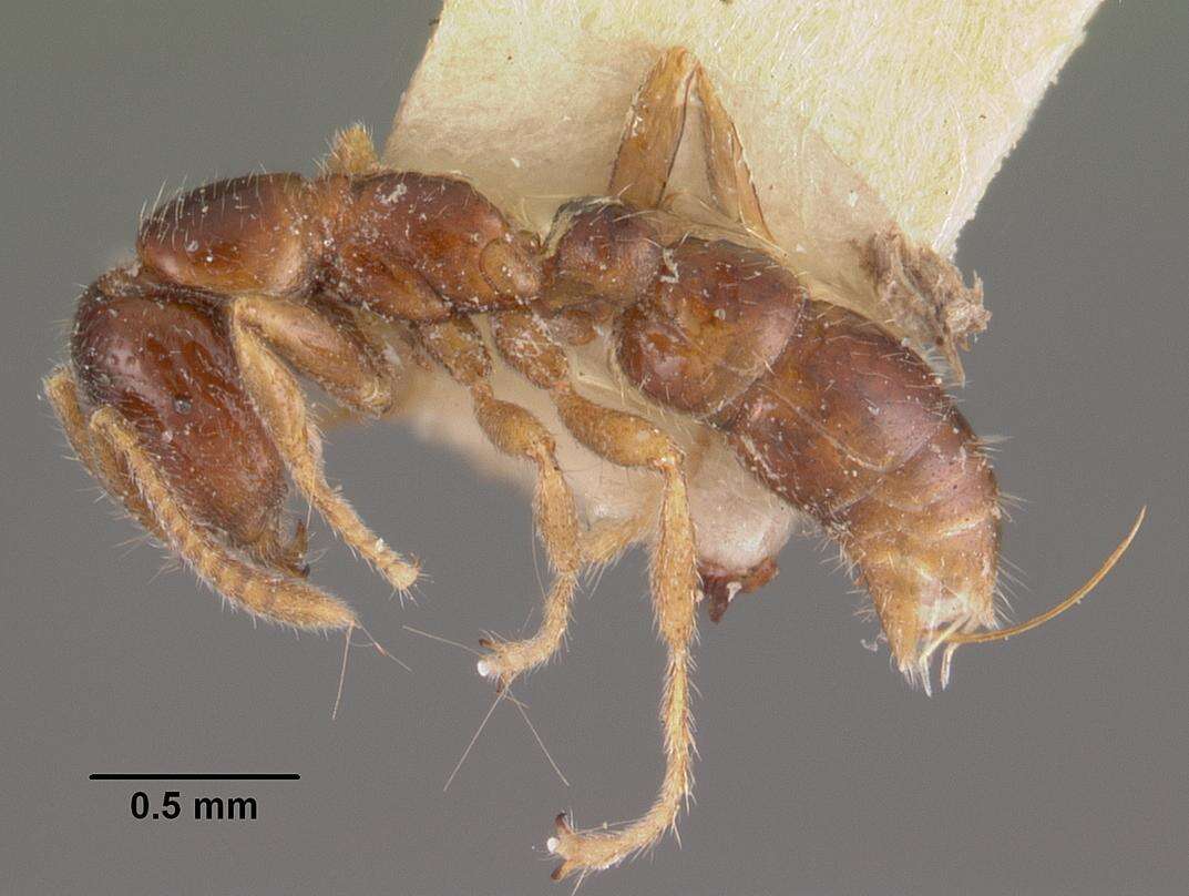 Onychomyrmex doddi Wheeler 1916的圖片