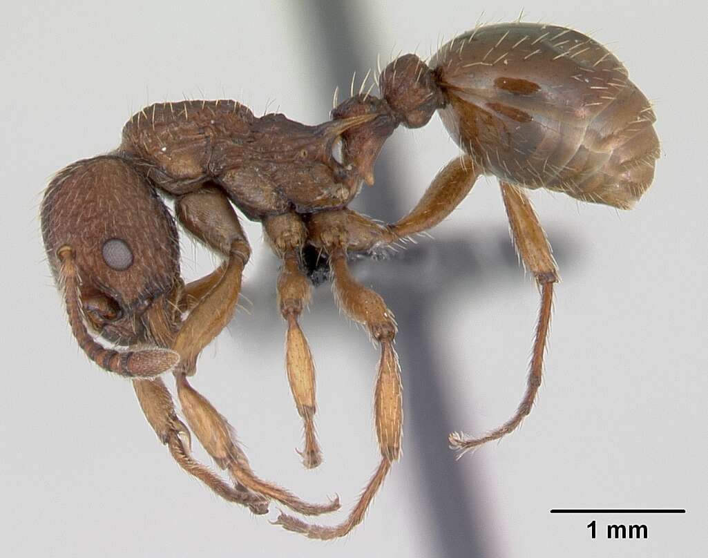 Image of Myrmica sabuleti Meinert 1861