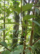 Imagem de Cinnamomum austrosinense Hung T. Chang