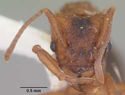 Image of Northern Fungus Farming Ant