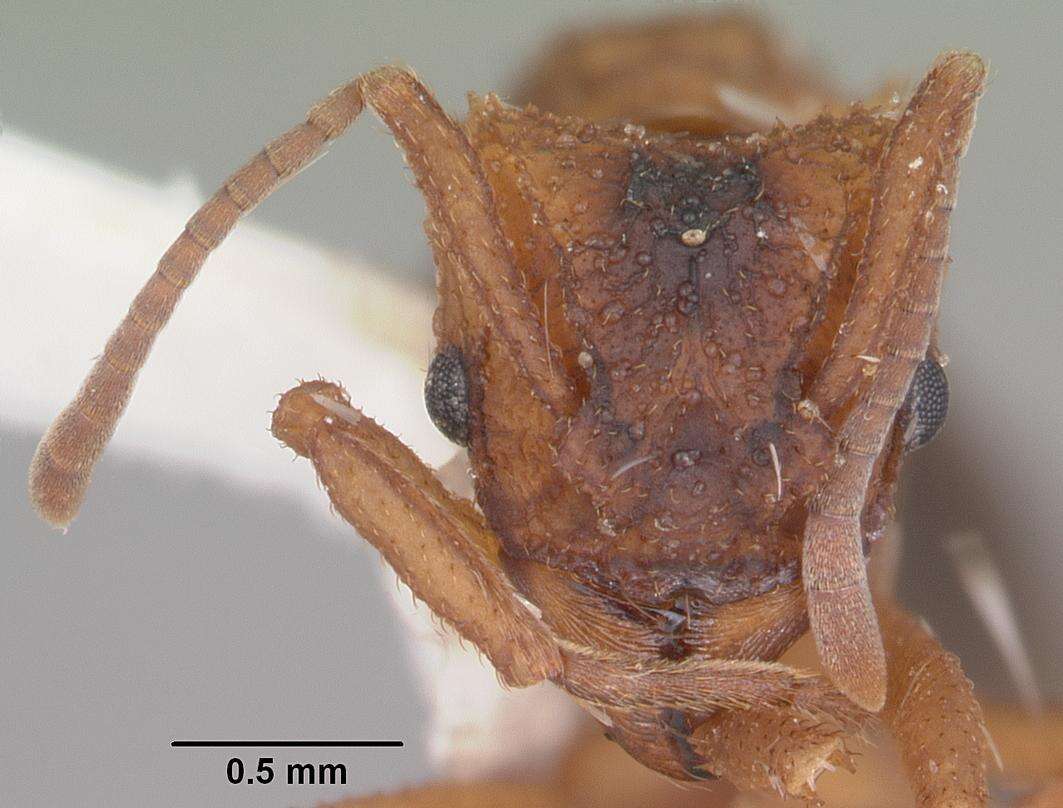 Image of Northern Fungus Farming Ant