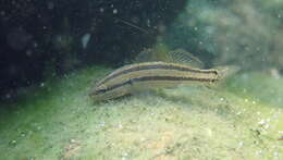 Image of Shimofuri Goby