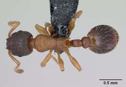 Imagem de Leptothorax muscorum (Nylander 1846)