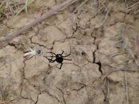 Image of Latrodectus tredecimguttatus (Rossi 1790)