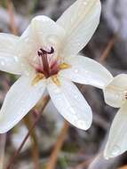 Image of Tritonia flabellifolia var. flabellifolia