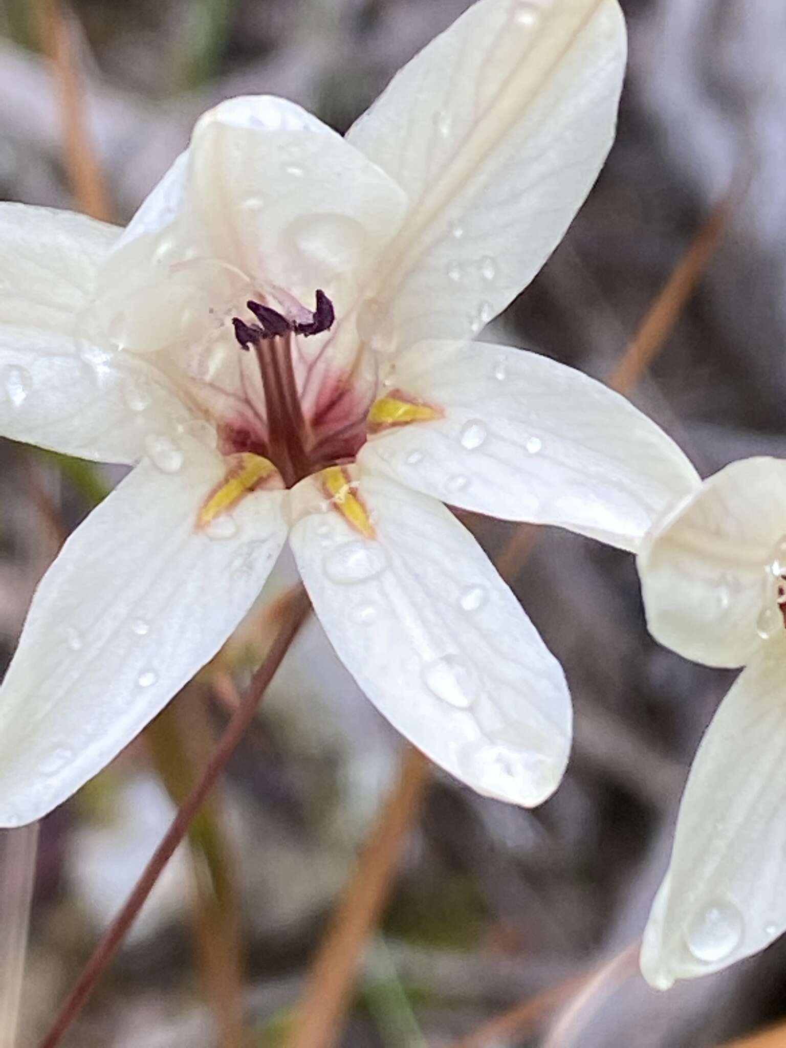 Image of Tritonia flabellifolia var. flabellifolia