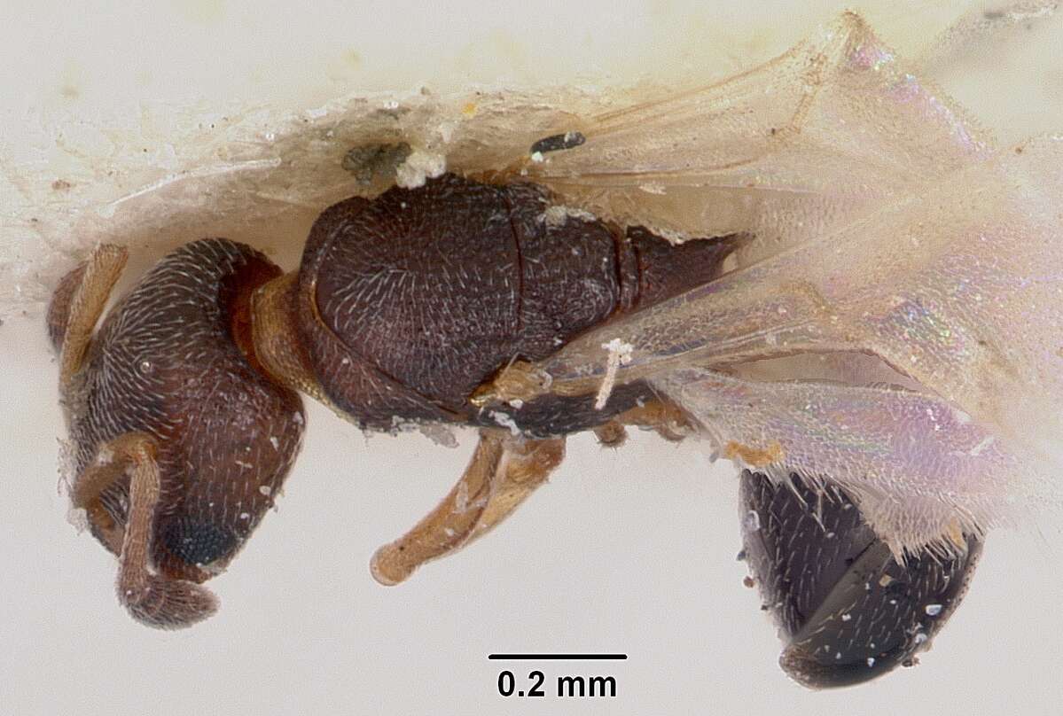 Image of Ant