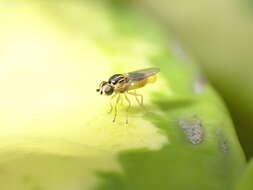 Image of Thaumatomyia notata (Meigen 1830)