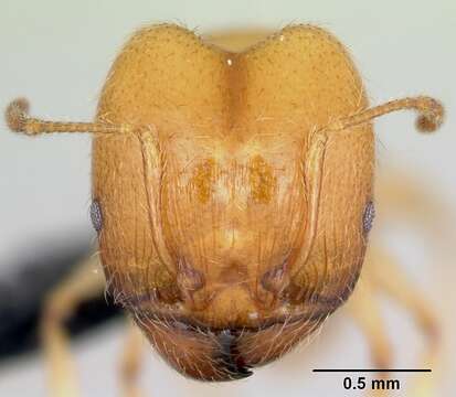 Image of Pheidole pallidula (Nylander 1849)