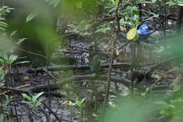 Image of Mangrove Pitta