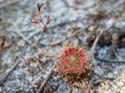 Image of Drosera patens Lowrie & Conran