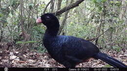 Image of Crestless Curassow