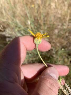 Image of Helianthus devernii Draper