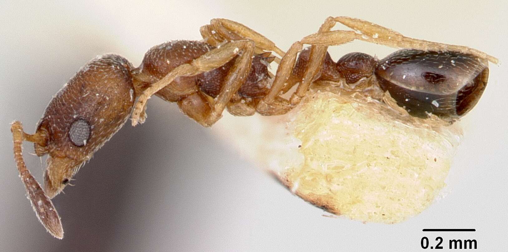 Image of Ant