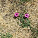 Image of Geranium subcaulescens L'Hér. ex DC.