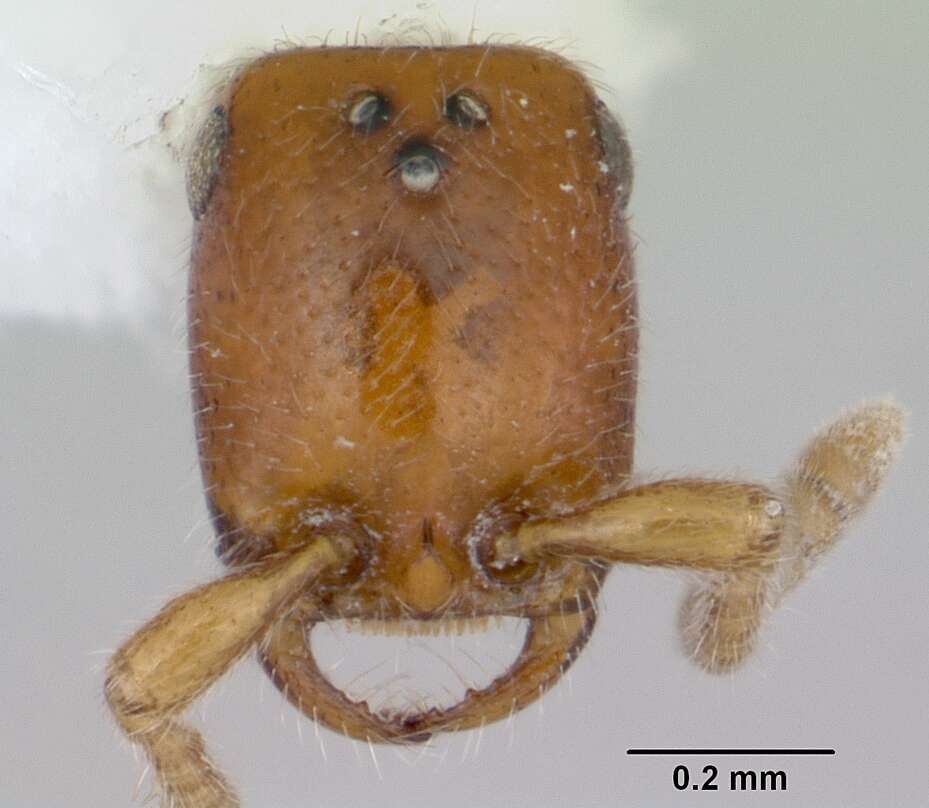 Apomyrma resmi