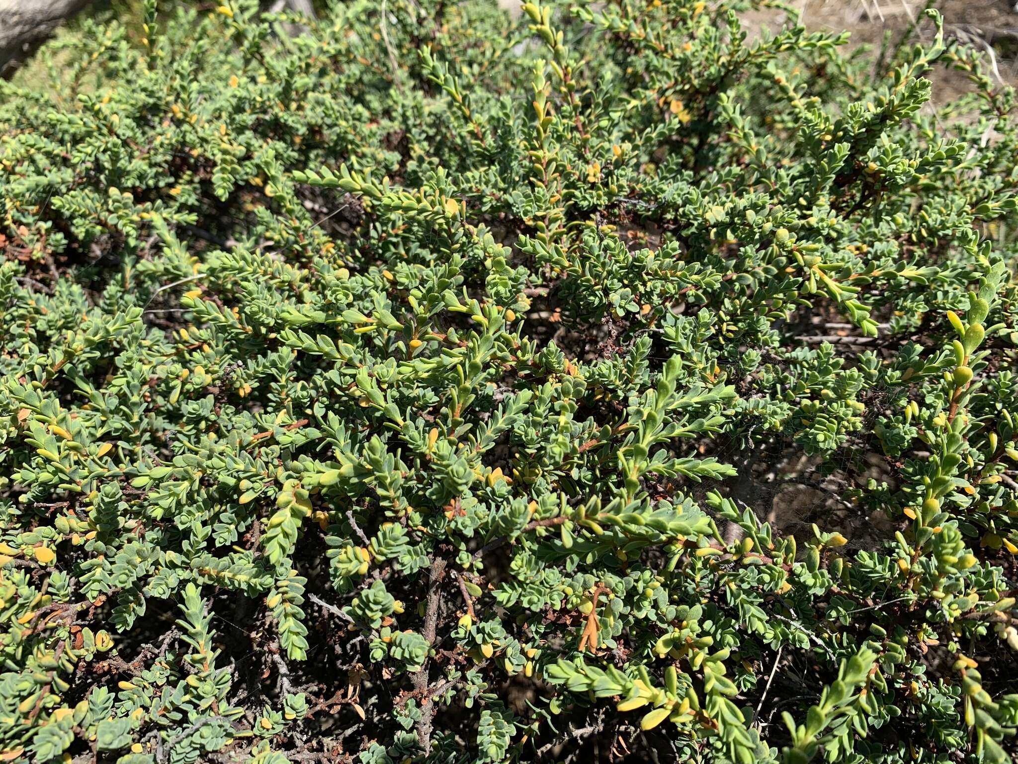 Image of Pimelea serpyllifolia subsp. serpyllifolia