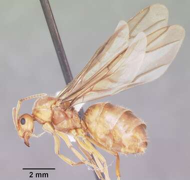 Image of False Honey Ant