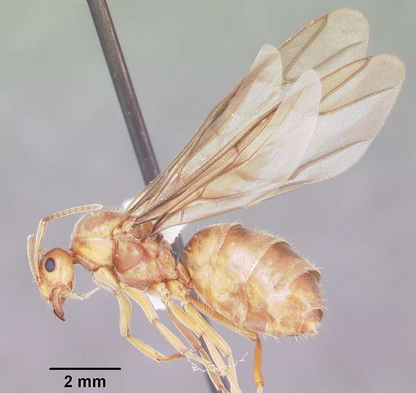 Image of False Honey Ant