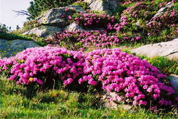 صورة Rhododendron myrtifolium Schott & Kotschy