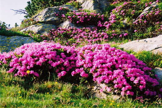 صورة Rhododendron myrtifolium Schott & Kotschy