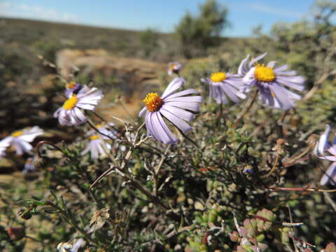 Image of Felicia hirsuta DC.