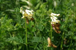 Image of Vicia balansae Boiss.