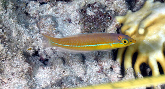 Image of Yellowhead Wrasse