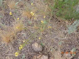 Plancia ëd Sisymbrium polymorphum (Murray) Roth