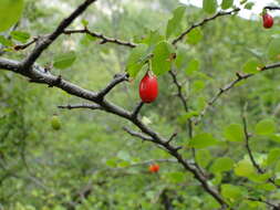 Image de Erythroxylum rotundifolium Lunan