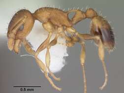 Image of Temnothorax curvispinosus