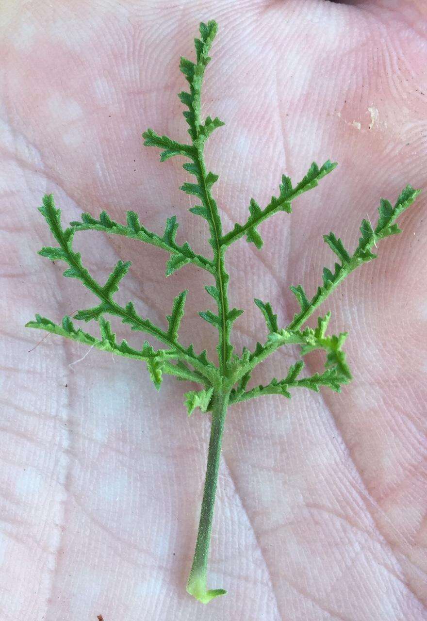 Image of Pelargonium denticulatum Jacq.