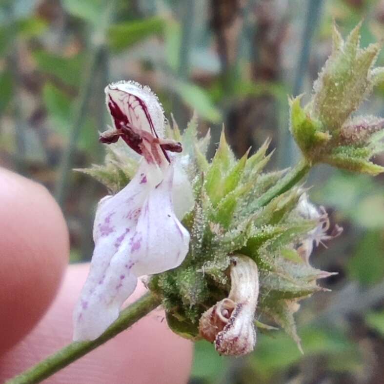 Image of Stachys distans Benth.