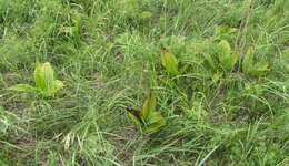 Image of black false hellebore