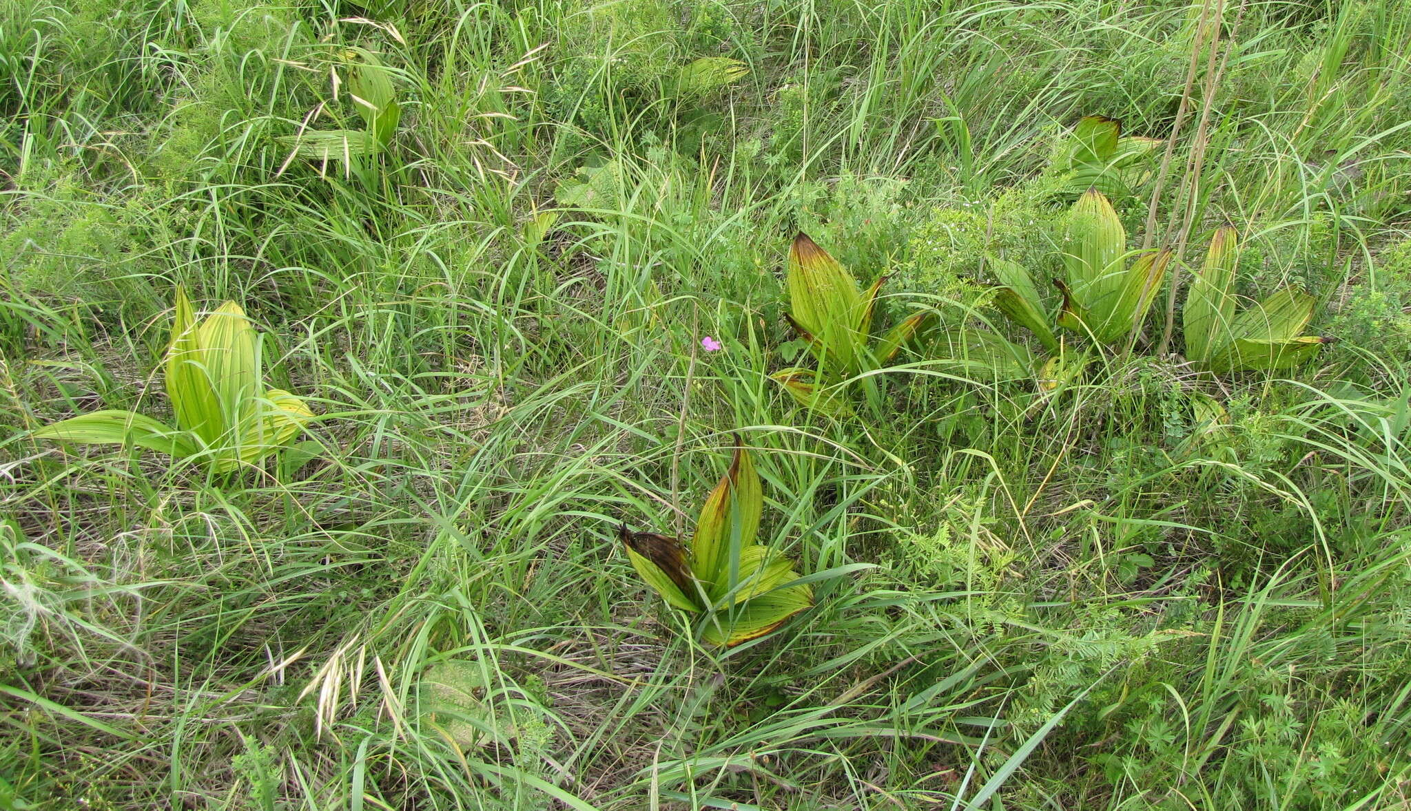 Image of black false hellebore