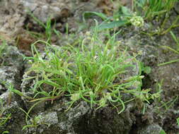 Image of mossgrass