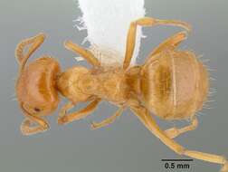 Imagem de Lasius californicus