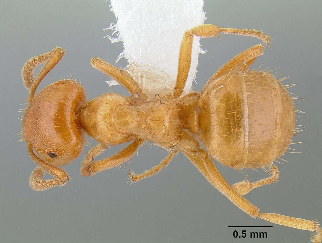 Imagem de Lasius californicus