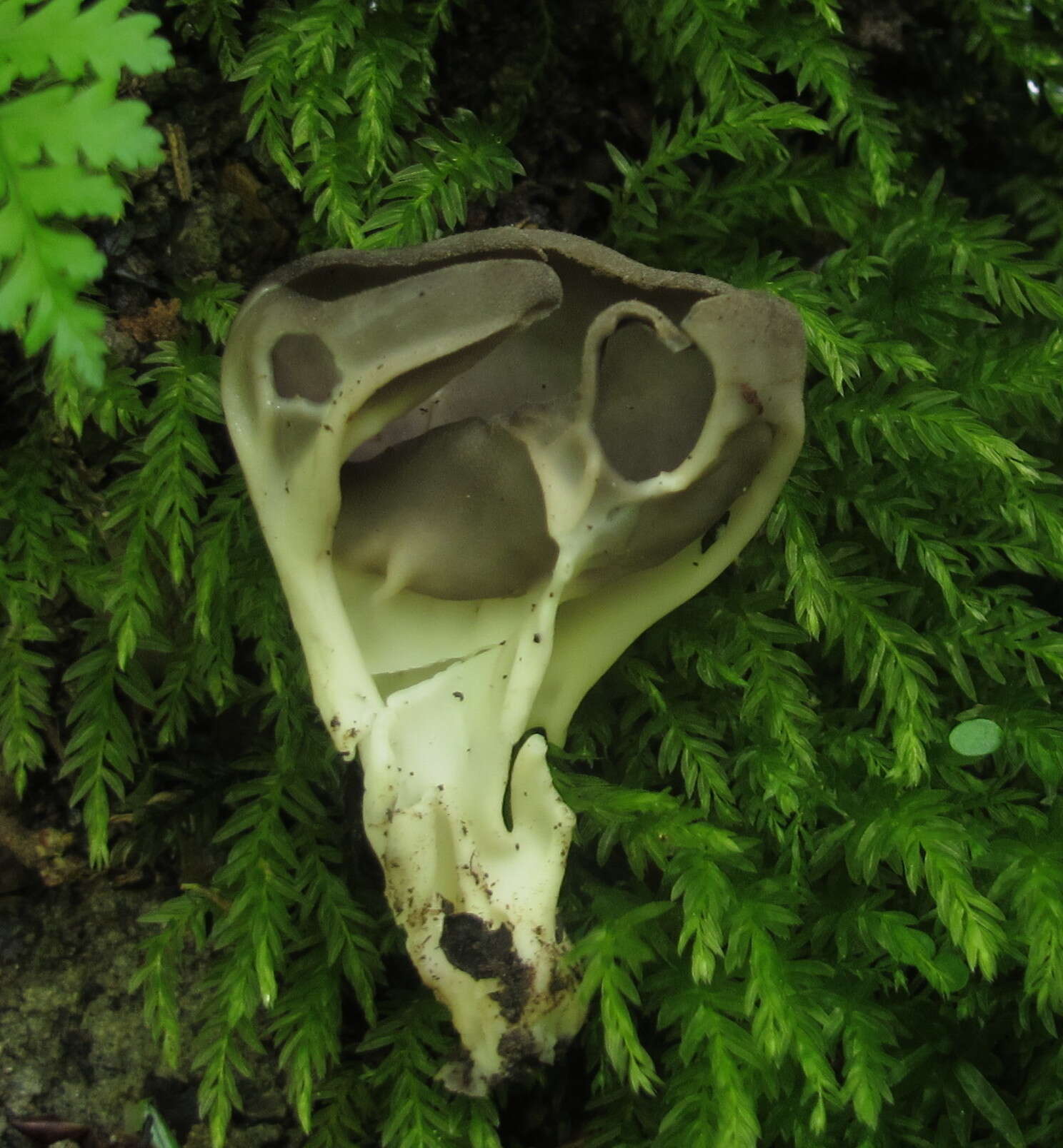 Image of Helvella griseoalba N. S. Weber 1972