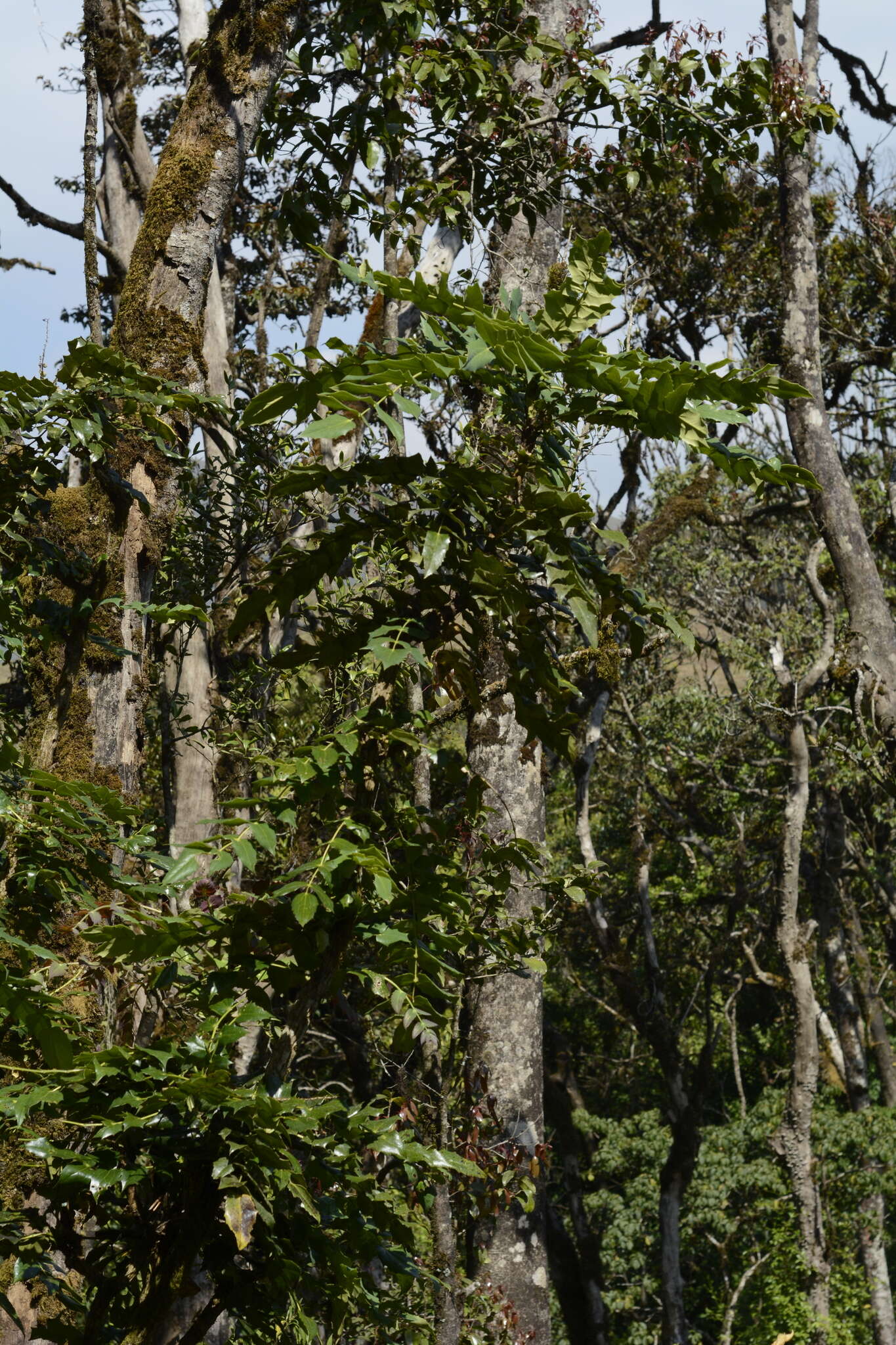 Image of Berberis napaulensis (DC.) Spreng.