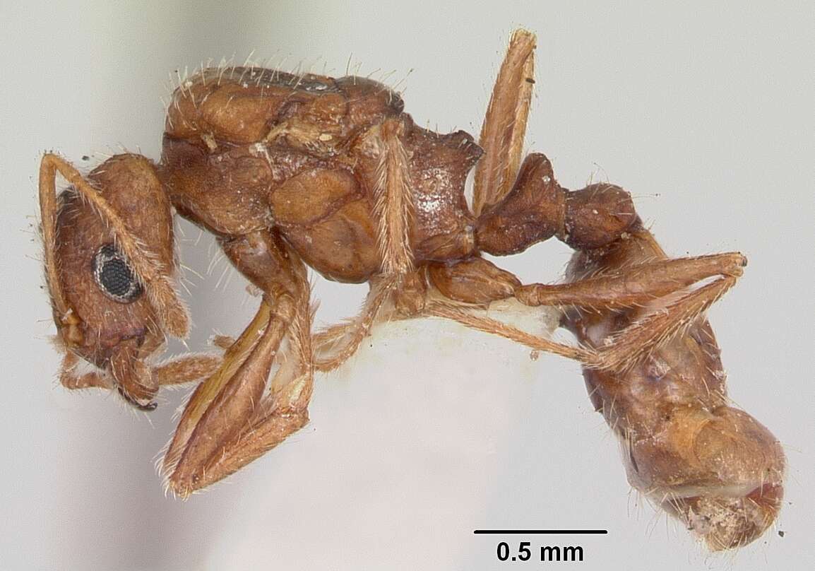 Image of Ant