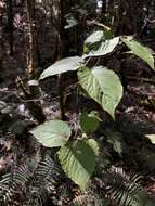 Imagem de Viburnum furcatum Bl. ex Hook. fil. & Thoms.