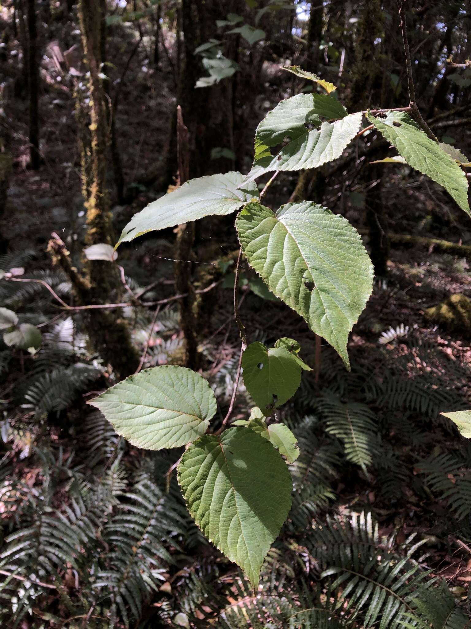 Imagem de Viburnum furcatum Bl. ex Hook. fil. & Thoms.