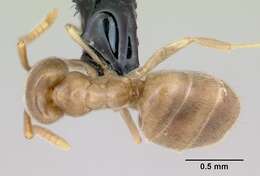 Image of Bothriomyrmex saundersi Santschi 1922