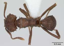 Imagem de Acromyrmex crassispinus (Forel 1909)