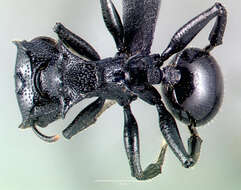 Imagem de Cephalotes alfaroi (Emery 1890)