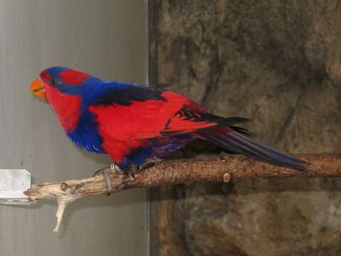 Image of Red-and-blue Lory